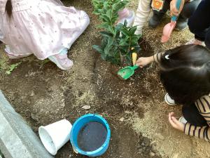 キンモクセイを植える子供達の写真