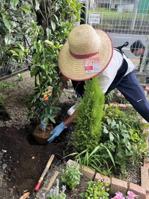 みかんを植えている人の写真