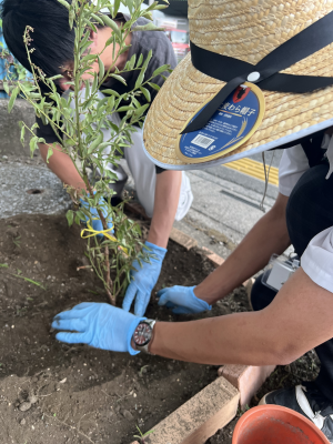 キンカンを植えている写真