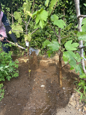 イチジクを植えている写真