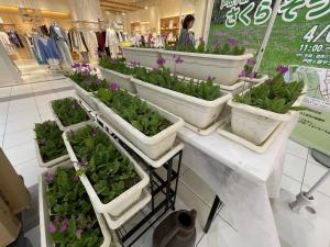 イオンモールに並ぶ戸田ヶ原さくらそう展示会パネルの写真