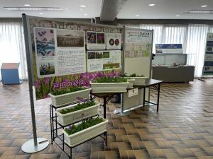 市役所でのパネルとサクラソウの展示写真