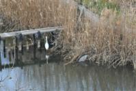 学習室からミニ彩湖を観察