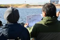 ミコアイサの説明