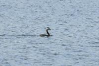 カンムリカイツブリ