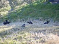 ハシブトガラスの群れ