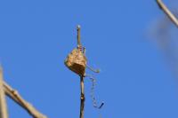 オオカマキリの卵鞘