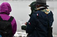 カンムリカイツブリの説明