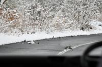 車窓よりツグミとヒヨドリ