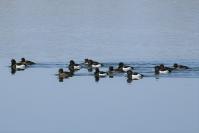 キンクロハジロの群れ