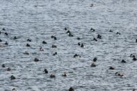 キンクロハジロの群れ
