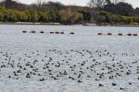 ホシハジロの群れ