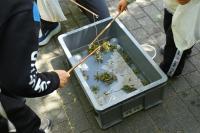 イタドリのタコ釣り