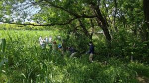 5月19日サクラソウ園作業の様子2