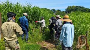 サクラソウ園でのオギ縛り作業の様子