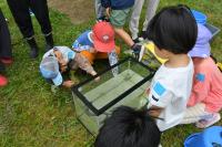 水槽の魚