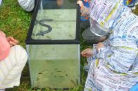 採取された魚と模型のうなぎ