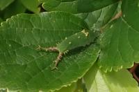 アカボシゴマダラの幼虫