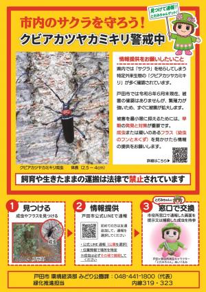 kubiakachirashi1