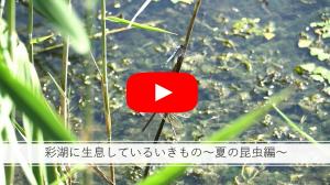 彩湖に生息しているいきもの