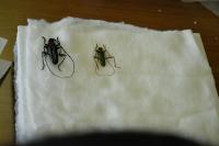 2種類のカミキリ