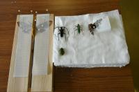 5匹目がそろう