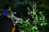 食べられている葉は幼虫がいる印