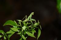 草の上にオオカマキリを発見