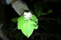 夜に咲くカラスウリの花