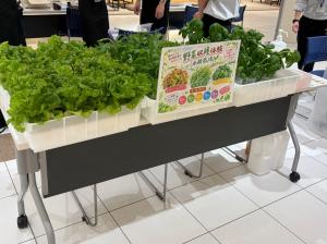 ワークショップ（野菜収穫体験）