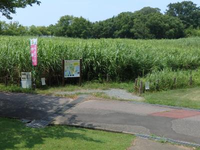 戸田ヶ原夏の写真