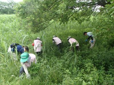 外来植物駆除状況の画像