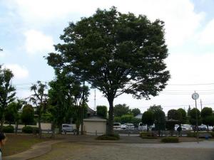 下町公園内のケヤキの写真