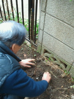 花と緑のまちづくり実行委員会活動の写真