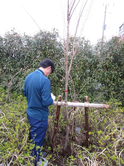JR東日本グリーンパートナーズヤマザクラ植樹の写真