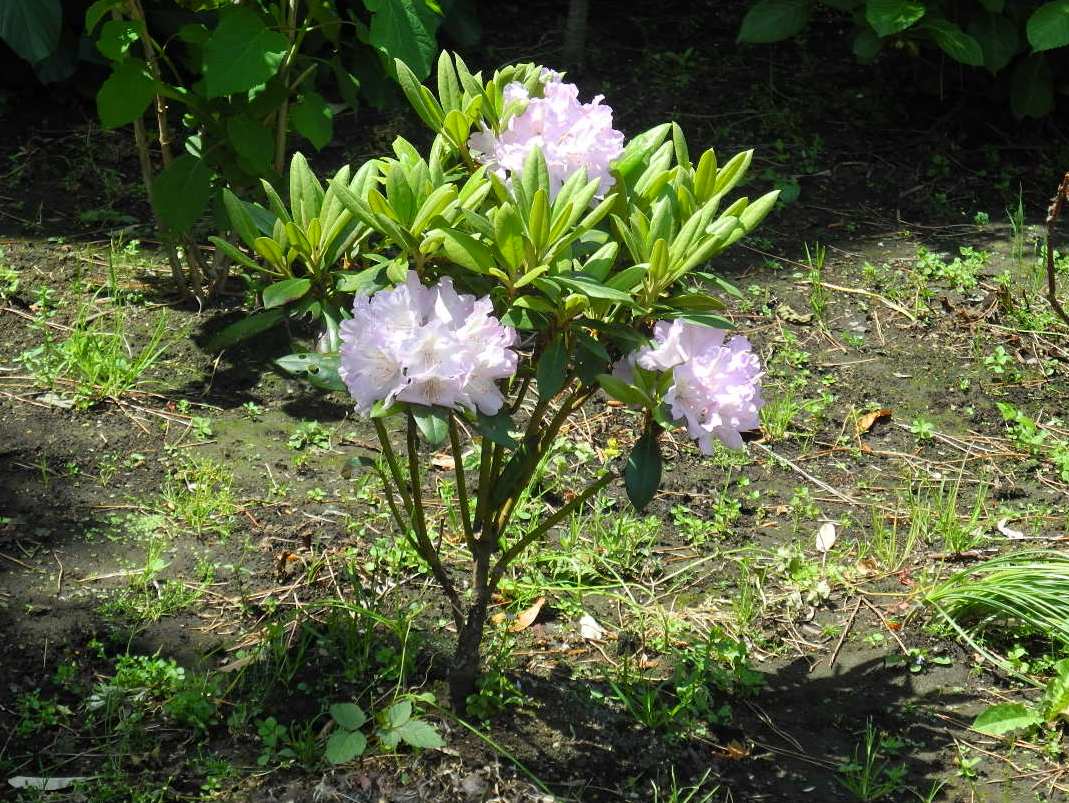 曼珠沙華の会植樹されたシャクナゲの写真